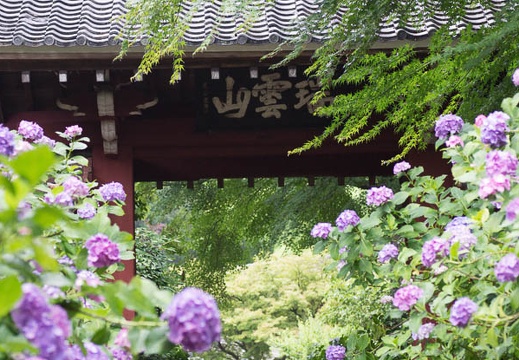 06.20 三ヶ根山あじさいまつり