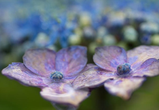 201306200819-DSC03741.jpg