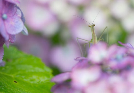 201306200824-DSC03756.jpg