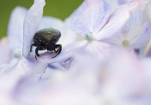201306200831-DSC03772.jpg