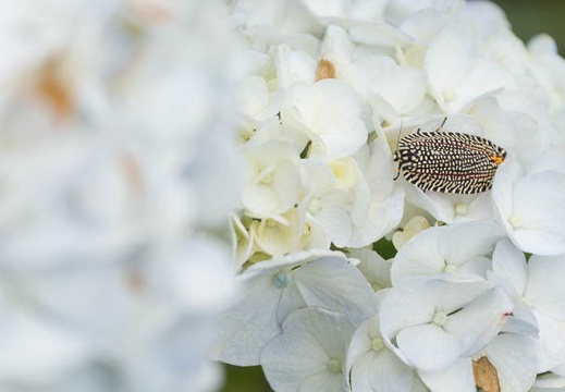 201306201005-DSC03919.jpg