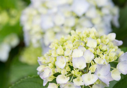 201306201007-DSC03921.jpg