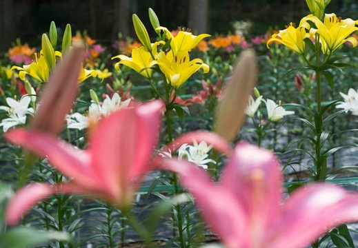 201306230840-DSC04210.jpg