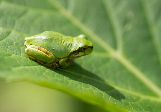 201306230910-DSC04304.jpg