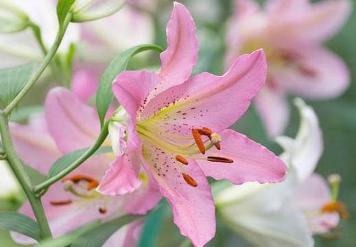 201306230947-DSC04405.jpg