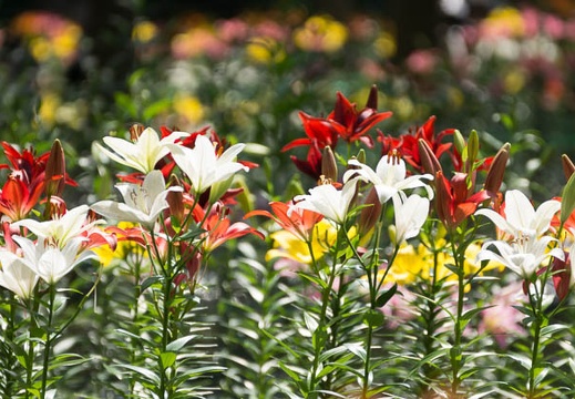 201306230955-DSC04417.jpg