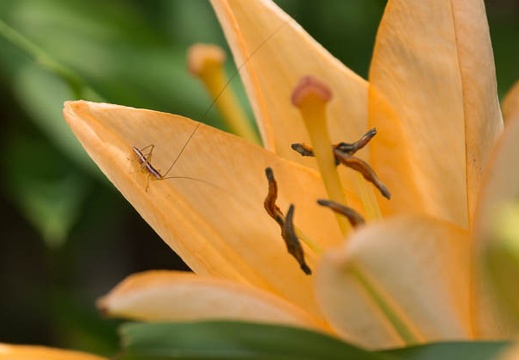 201306231036-DSC04480.jpg