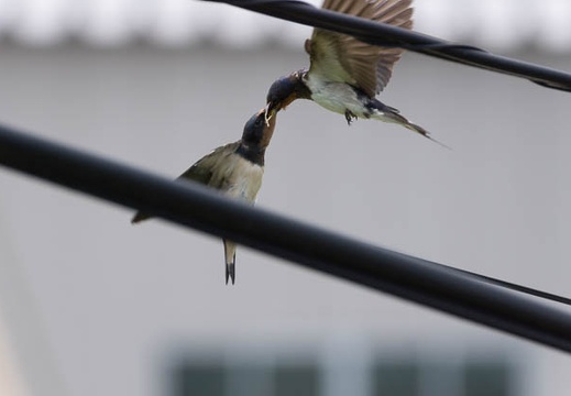 201306271111-DSC04679.jpg