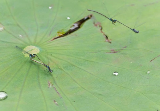 201306271204-DSC04732.jpg