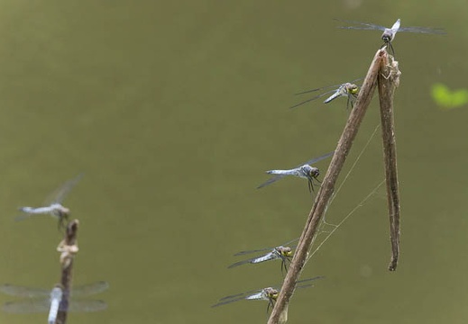 201306271235-DSC04794.jpg