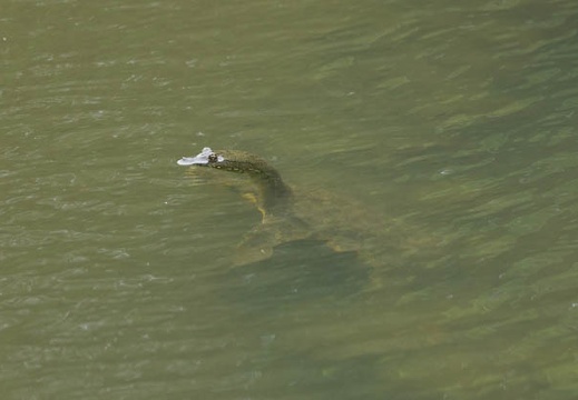 201306271244-DSC04817.jpg