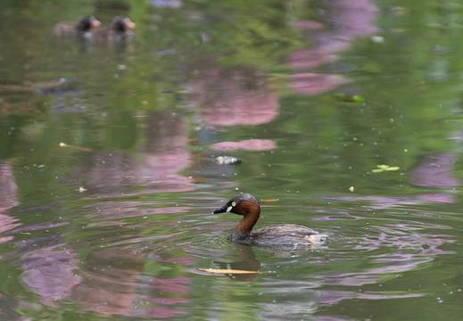 201306271259-DSC04924.jpg