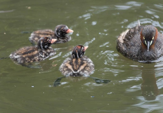 201306271306-DSC05013.jpg