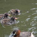 201306271306-DSC05014.jpg