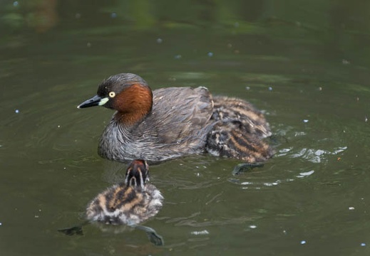 201306271307-DSC05032.jpg