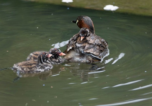 201306271308-DSC05067.jpg