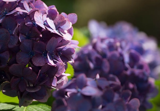 201307051515-DSC05121.jpg