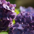 201307051515-DSC05121.jpg