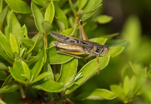 201307051535-DSC05131.jpg