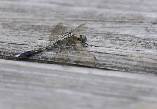 201307051549-DSC05138.jpg