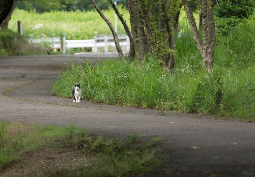 201307051610-DSC05143.jpg