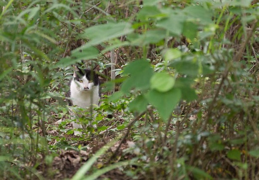 201307051611-DSC05148.jpg