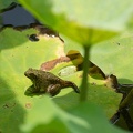 201307111105-DSC05463.jpg
