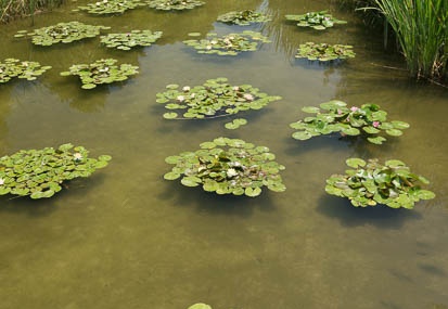 201307121155-DSC04227N.jpg