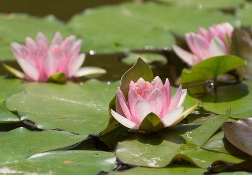 201307121201-DSC05746.jpg