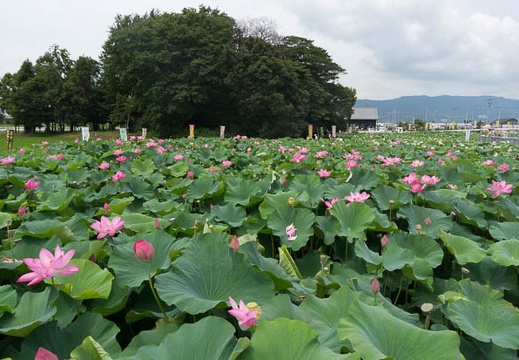 201307161046-DSC04295N.jpg
