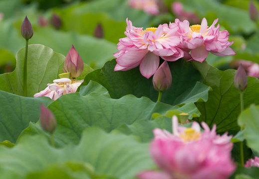 201307161103-DSC05891.jpg