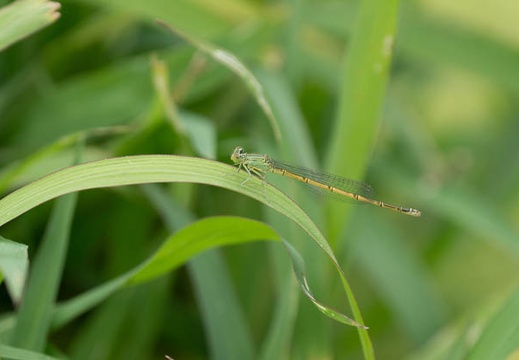 201307161114-DSC05932.jpg