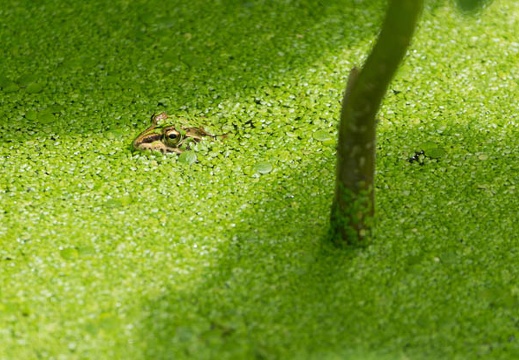 201307161131-DSC05955.jpg