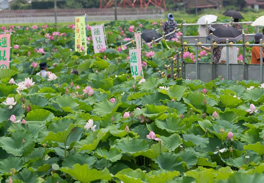 201307161147-DSC05963.jpg