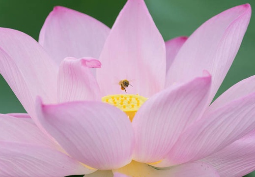 201307170707-DSC06046.jpg