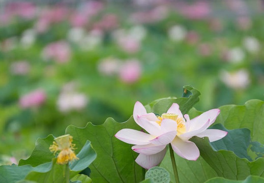 201307170709-DSC06053.jpg