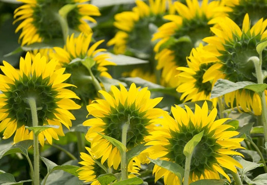 201307170919-DSC06143.jpg