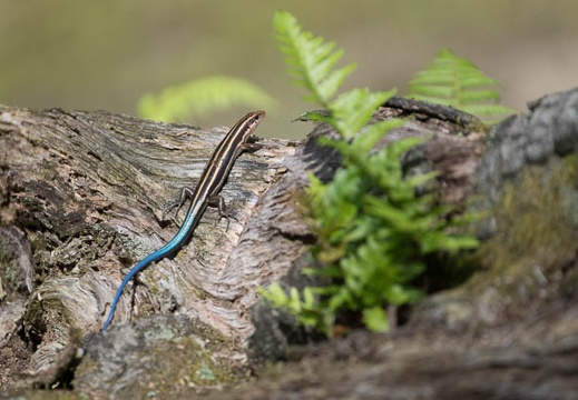 201307171020-DSC06231.jpg
