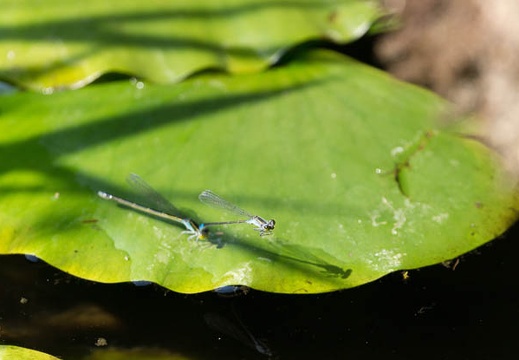 201307171510-DSC06360.jpg