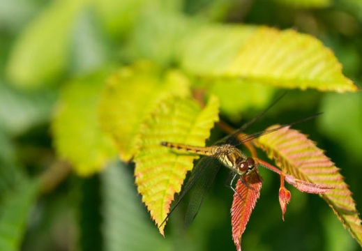 201307230713-DSC06568.jpg