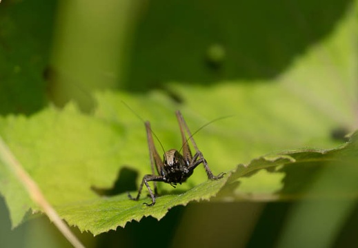 201307230715-DSC06580.jpg