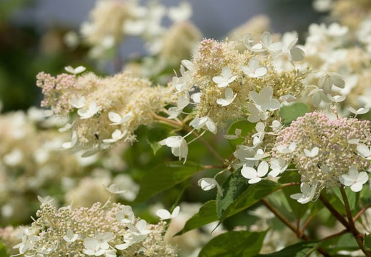 201307231013-DSC06666.jpg