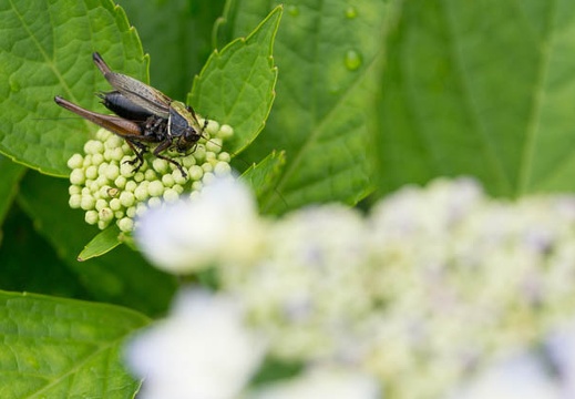 201307231056-DSC06703.jpg