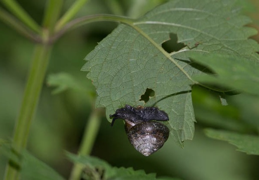 201307231437-DSC06771.jpg