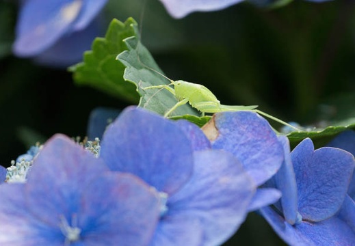 201307231508-DSC06811.jpg