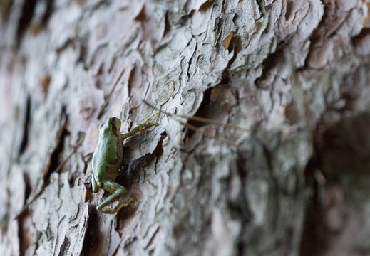 201308070530-DSC07171.jpg
