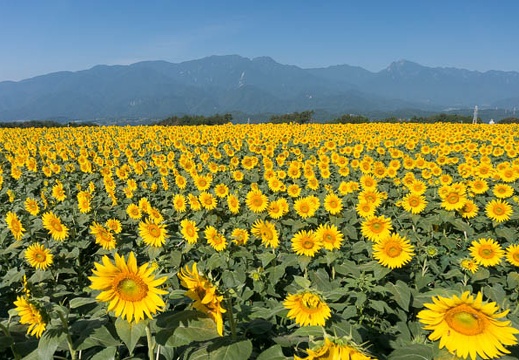 201308070813-DSC05157N.jpg