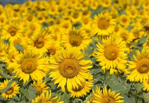 201308070849-DSC07287.jpg