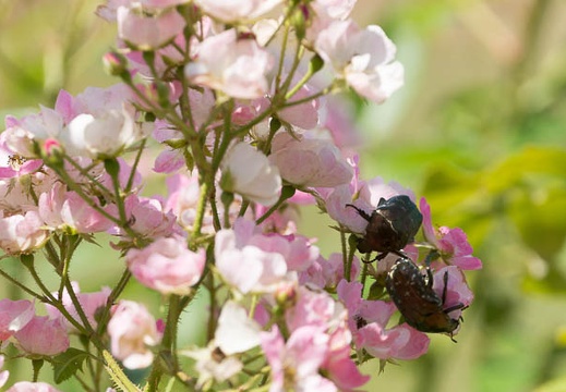 201308071040-DSC07305.jpg