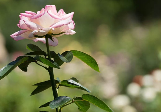 201308071113-DSC07313.jpg